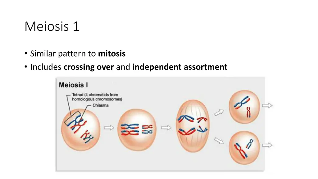 meiosis 1