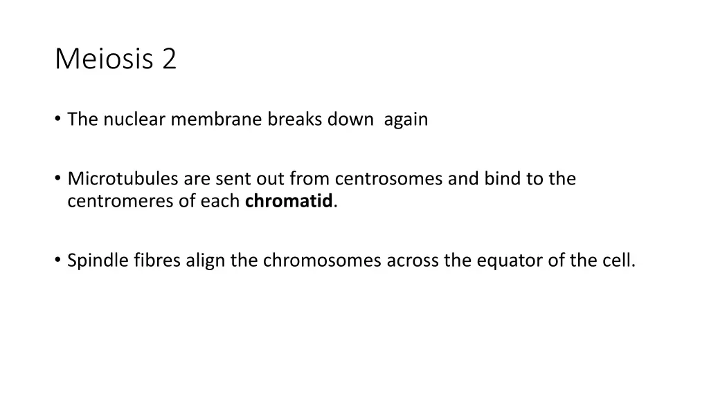 meiosis 2