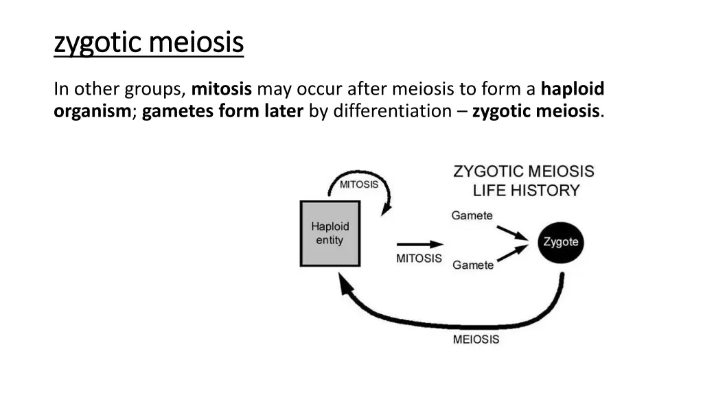 zygotic meiosis zygotic meiosis