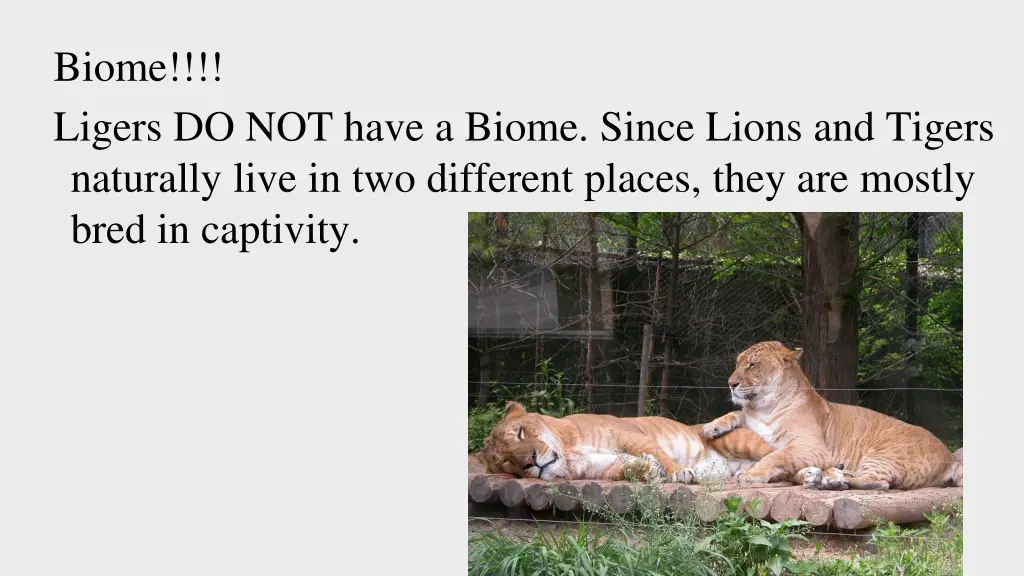 biome ligers do not have a biome since lions