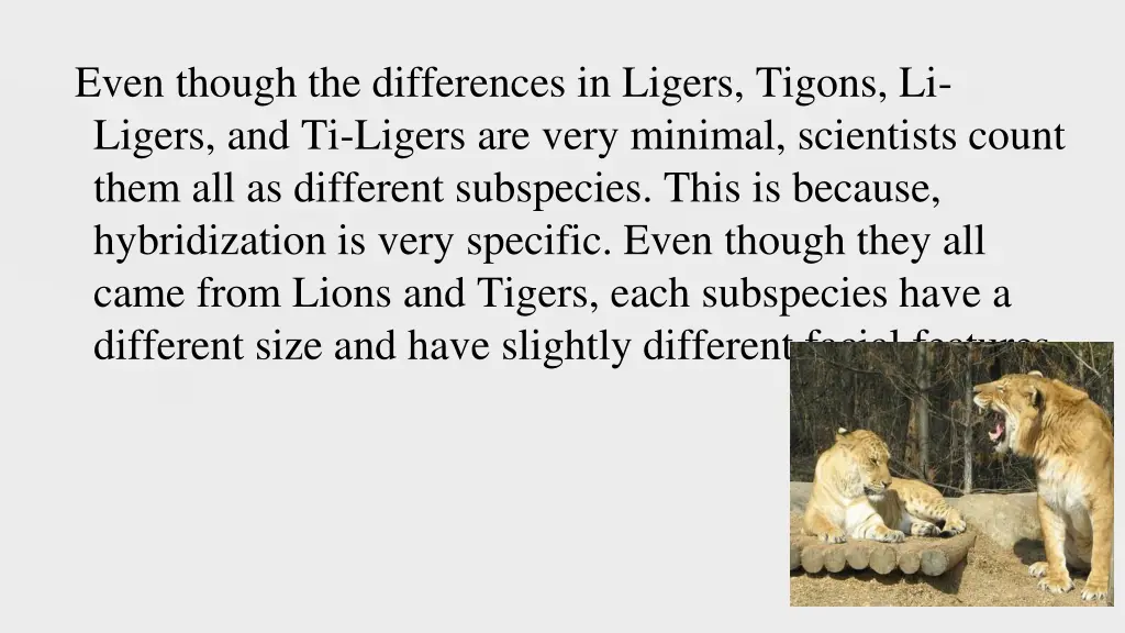 even though the differences in ligers tigons