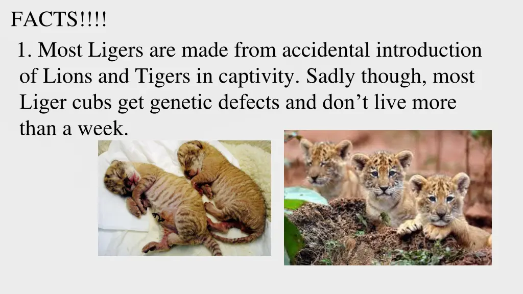 facts 1 most ligers are made from accidental