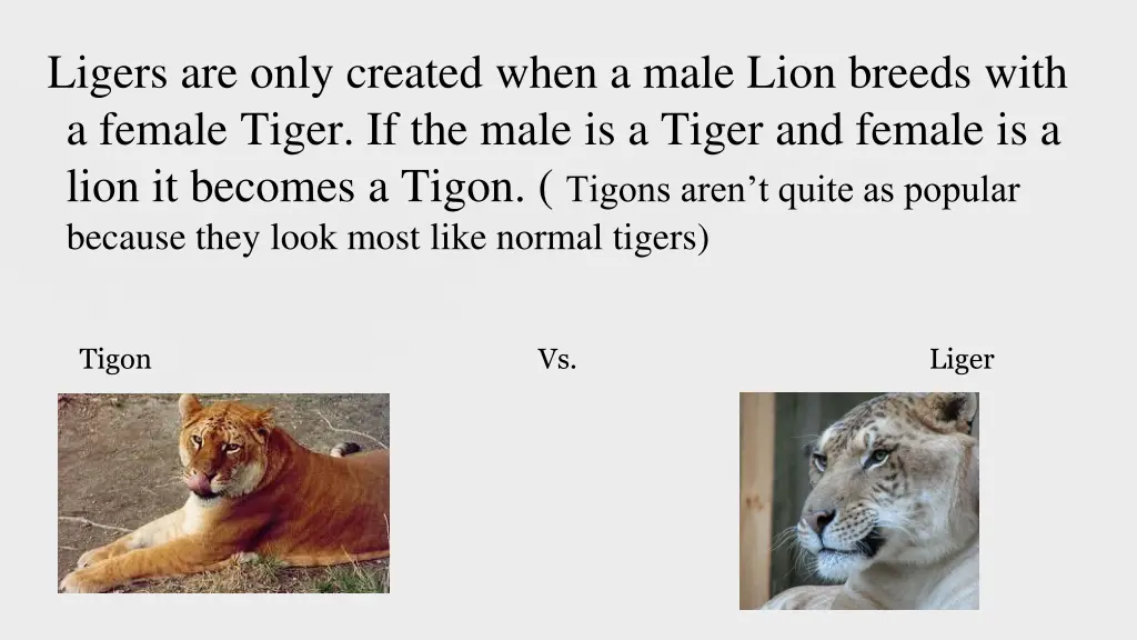 ligers are only created when a male lion breeds