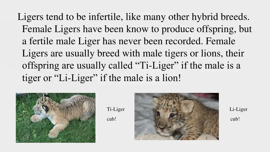 ligers tend to be infertile like many other