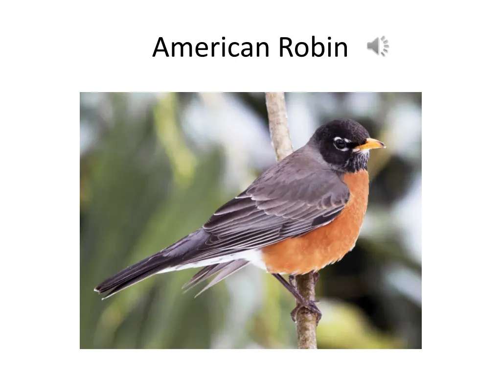 american robin