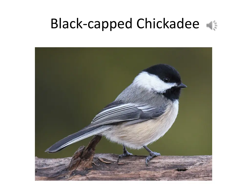 black capped chickadee