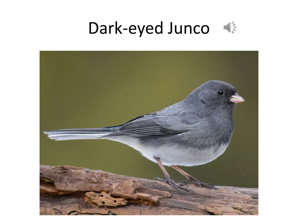 dark eyed junco