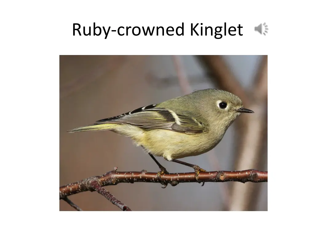 ruby crowned kinglet