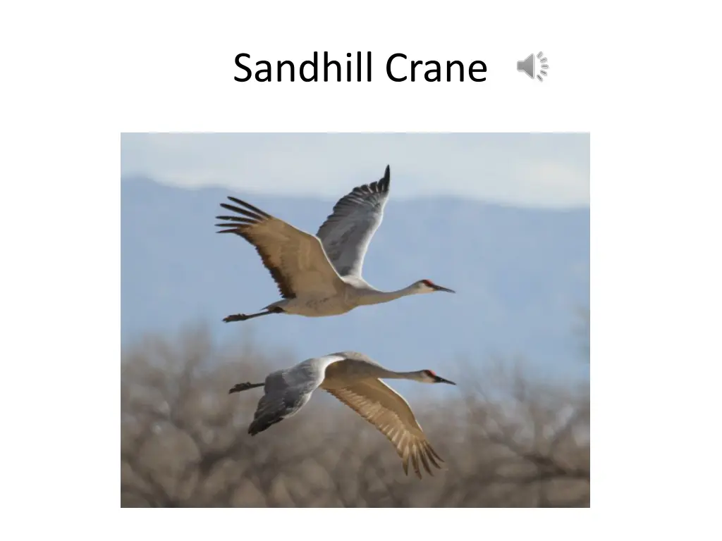 sandhill crane