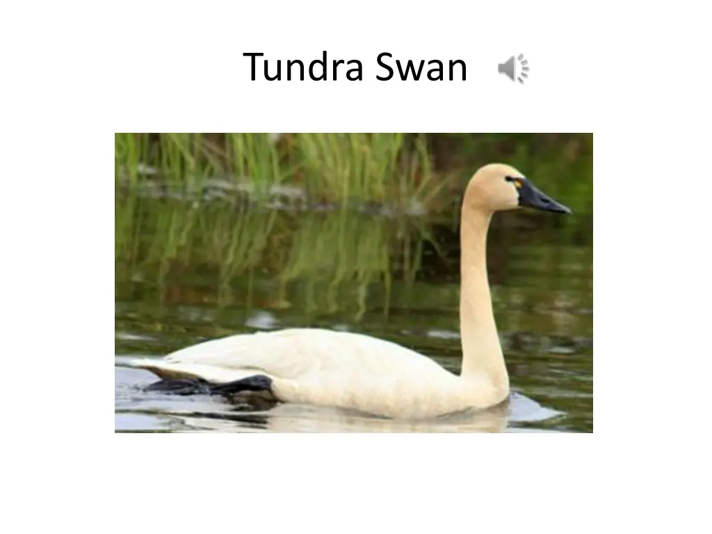 tundra swan