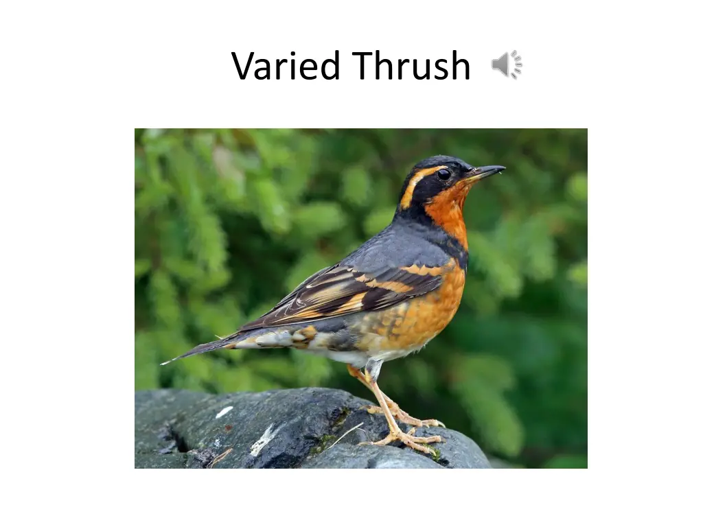 varied thrush