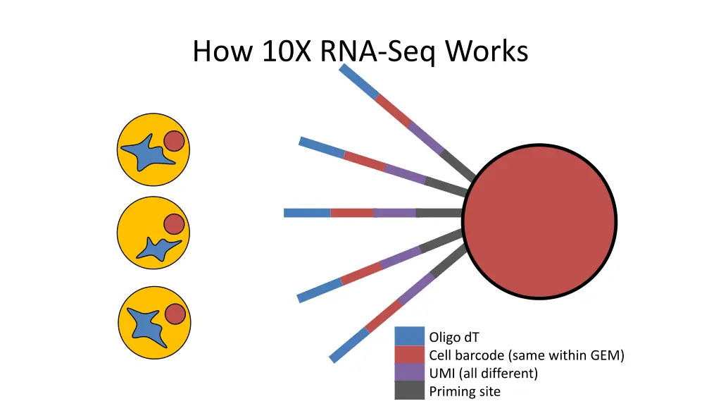 how 10x rna seq works 1