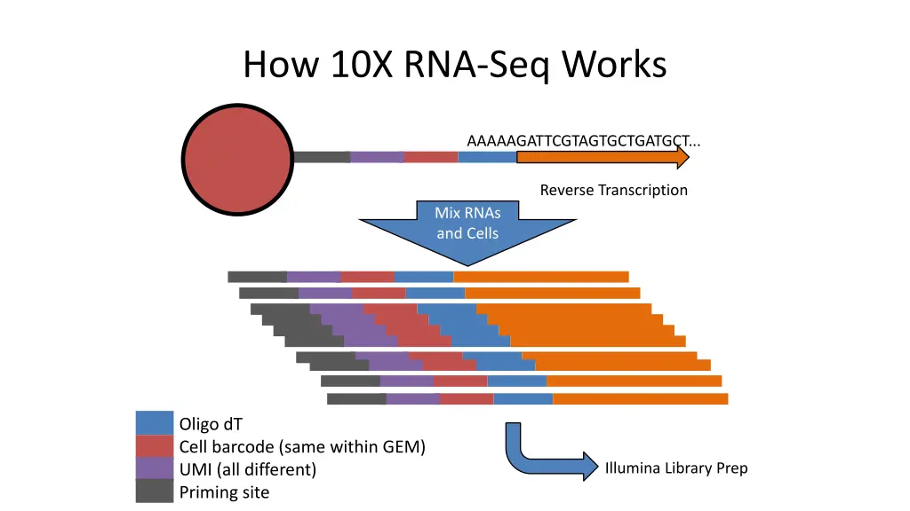 how 10x rna seq works 2