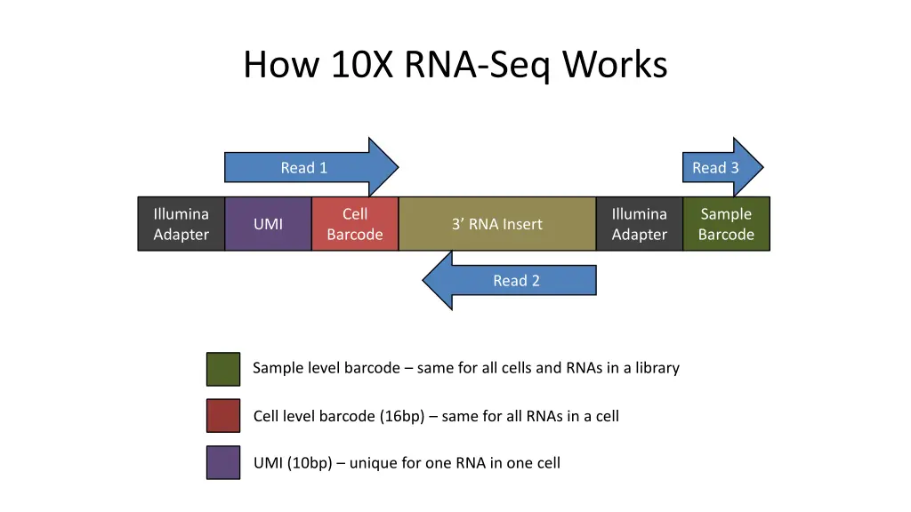 how 10x rna seq works 3