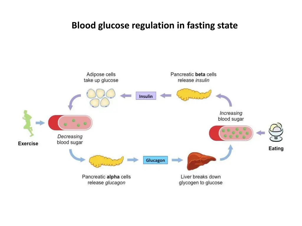 blood glucose regulation in fasting state