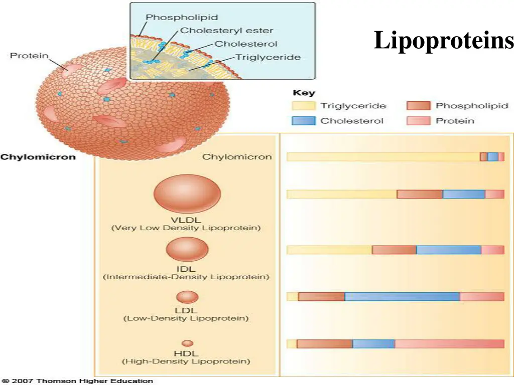 lipoproteins 2