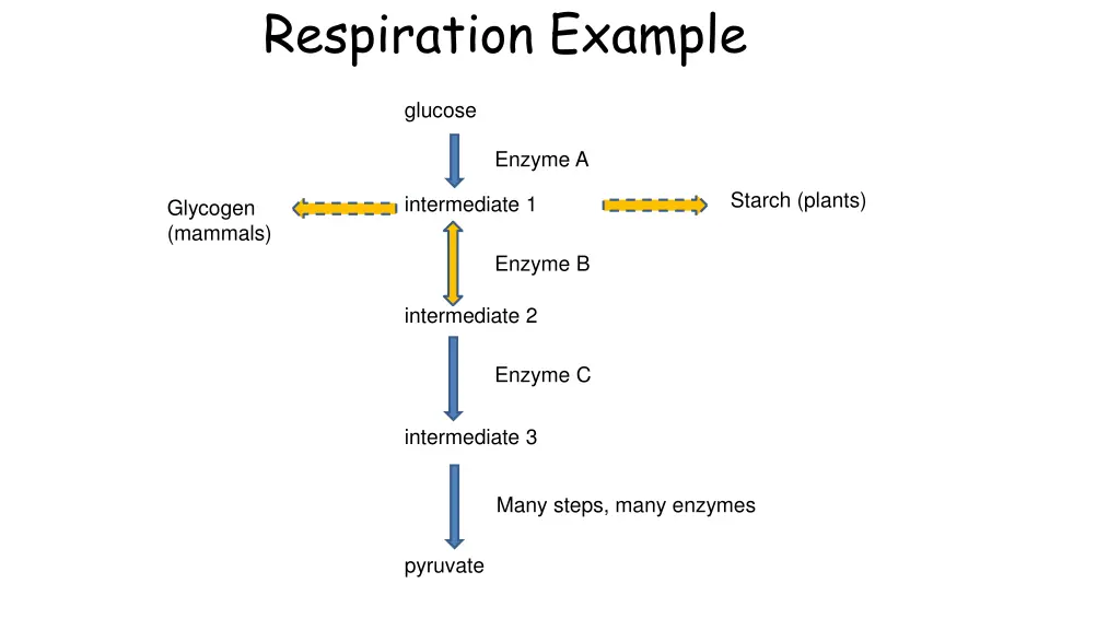 respiration example