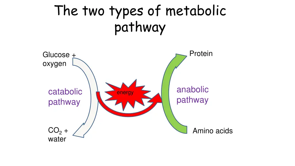 the two types of metabolic pathway