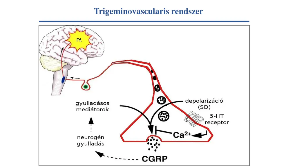 trigeminovascularis rendszer