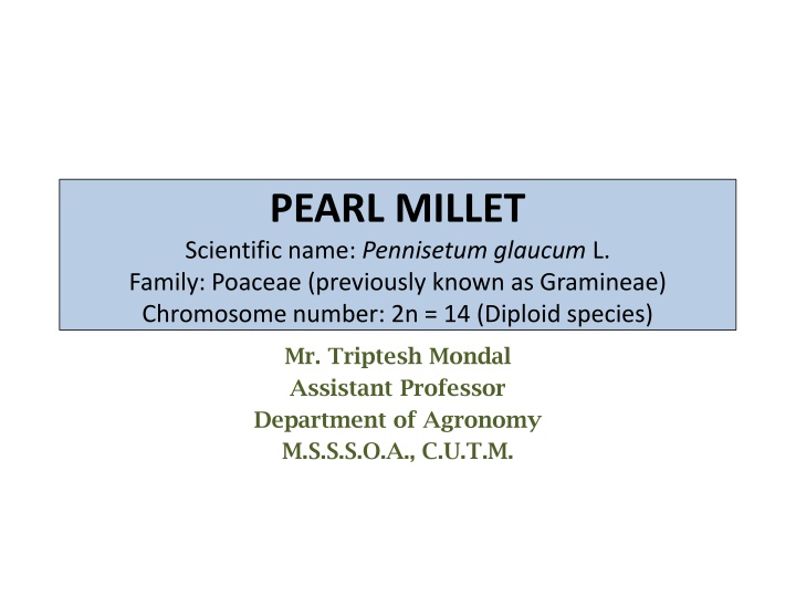 pearl millet scientific name pennisetum glaucum