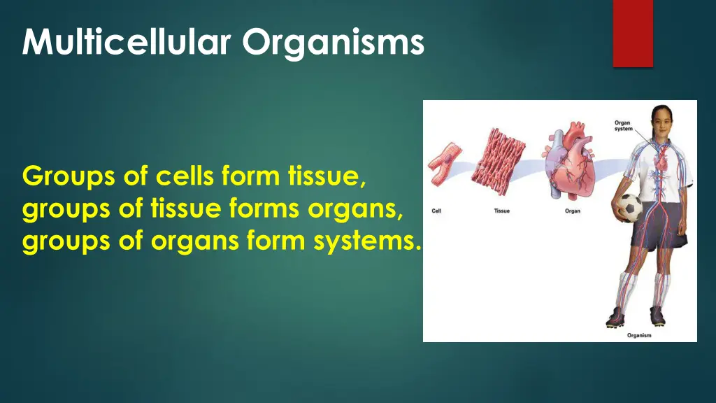 multicellular organisms 3