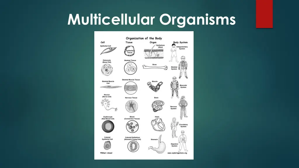 multicellular organisms 5