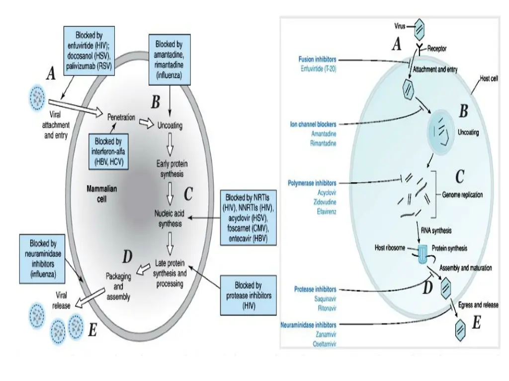 slide29