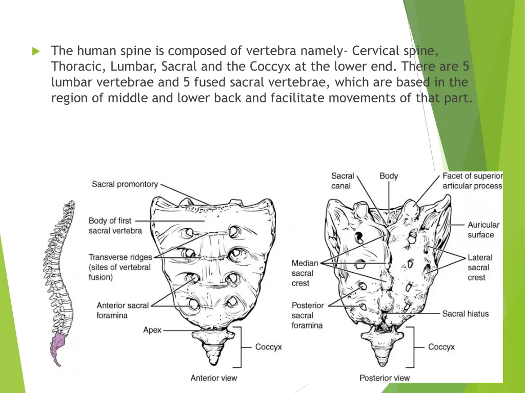 the human spine is composed of vertebra namely