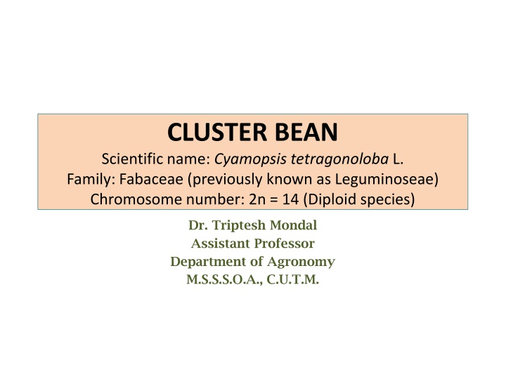 cluster bean scientific name cyamopsis