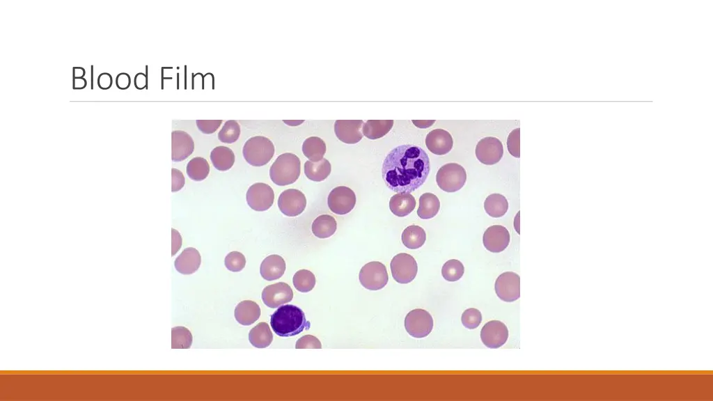 blood film