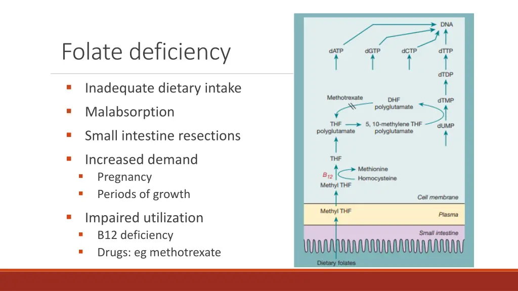 folate deficiency 1