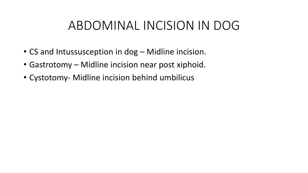 abdominal incision in dog