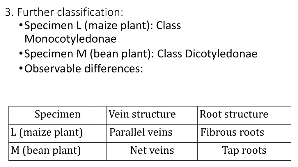 3 further classification specimen l maize plant