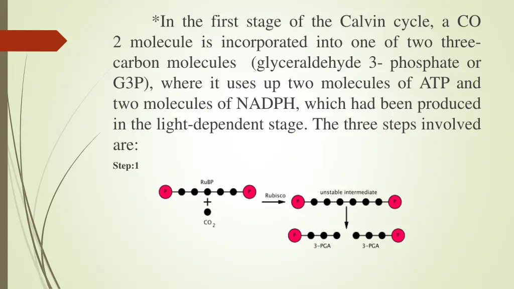 in the first stage of the calvin cycle