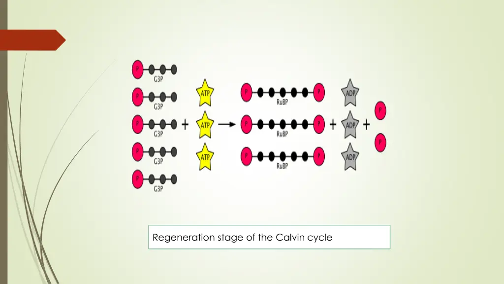 regeneration stage of the calvin cycle