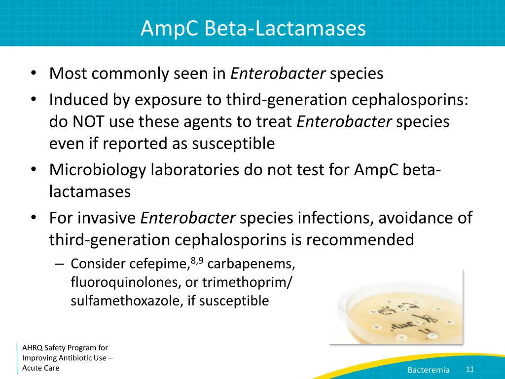 ampc beta lactamases