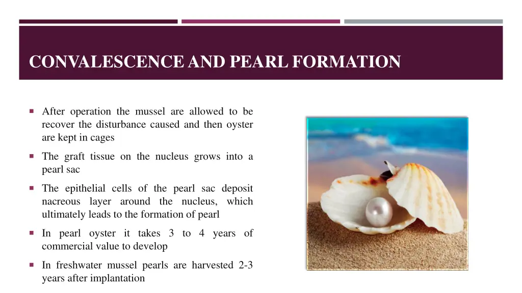 convalescence and pearl formation