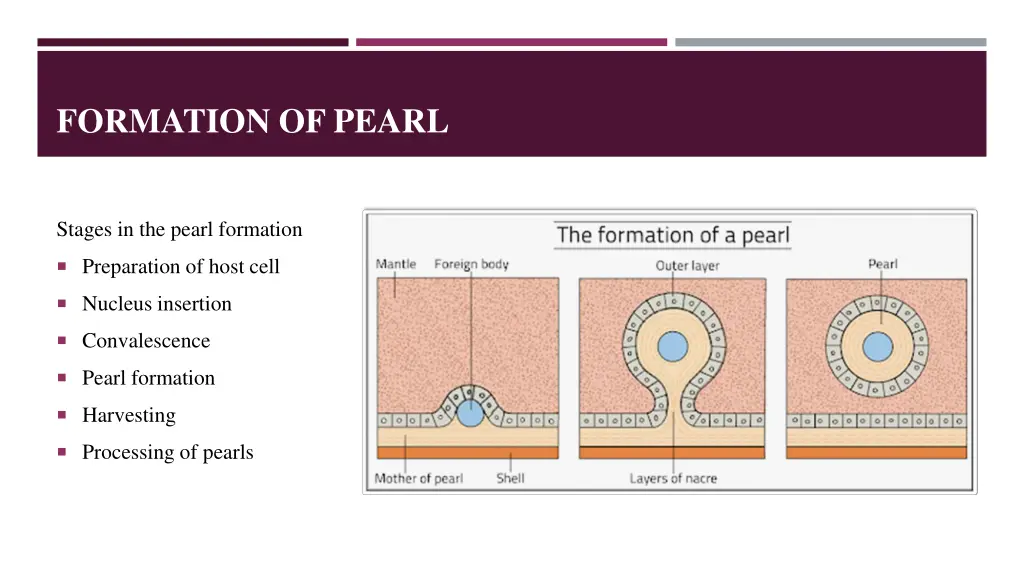 formation of pearl