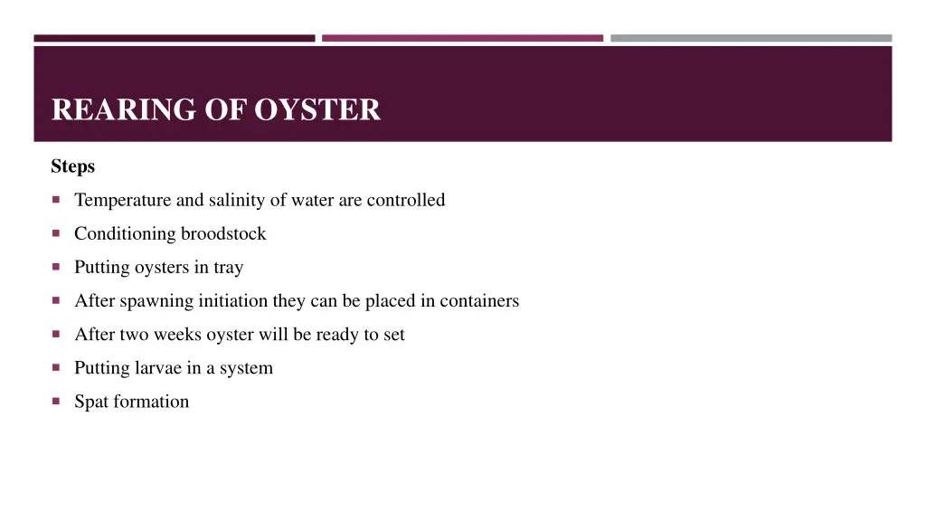 rearing of oyster