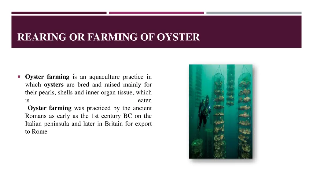 rearing or farming of oyster