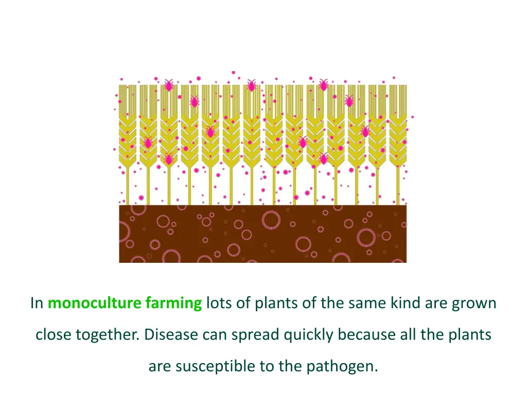 in monoculture farming lots of plants of the same