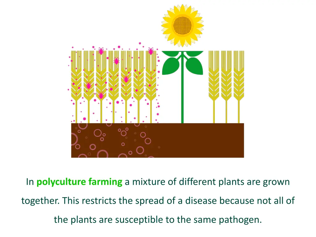 in polyculture farming a mixture of different