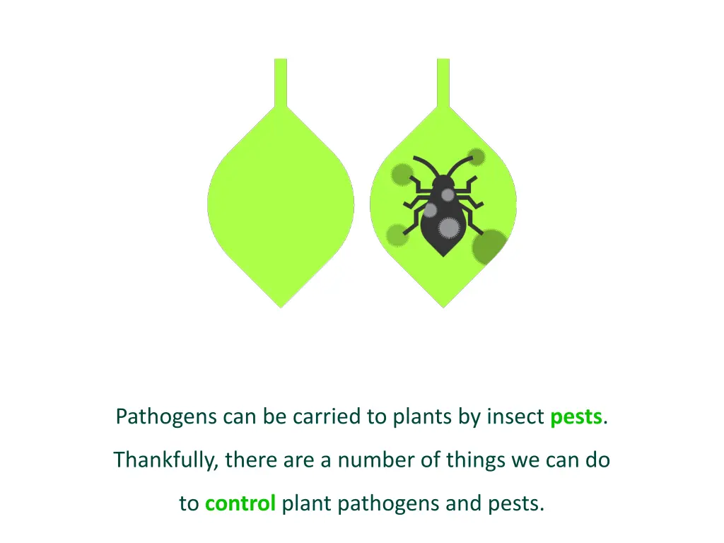 pathogens can be carried to plants by insect pests