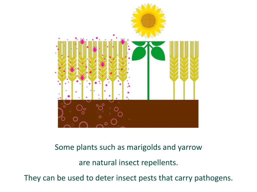 some plants such as marigolds and yarrow