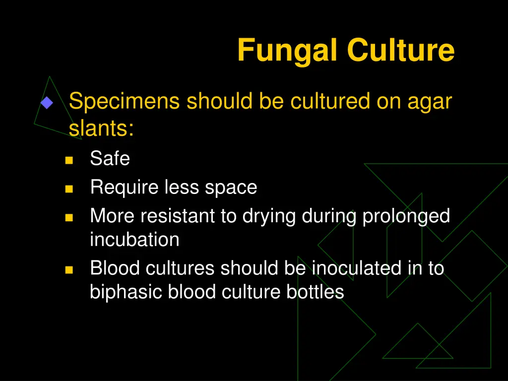 fungal culture 2