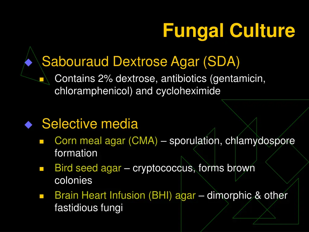 fungal culture