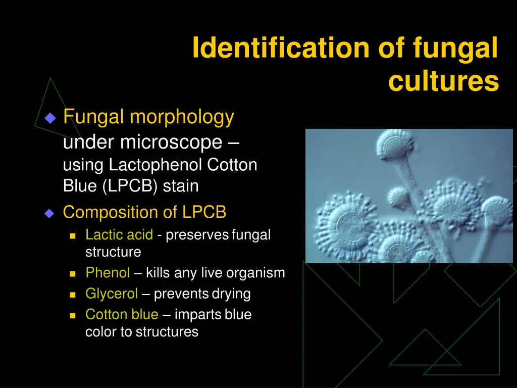 identification of fungal 1