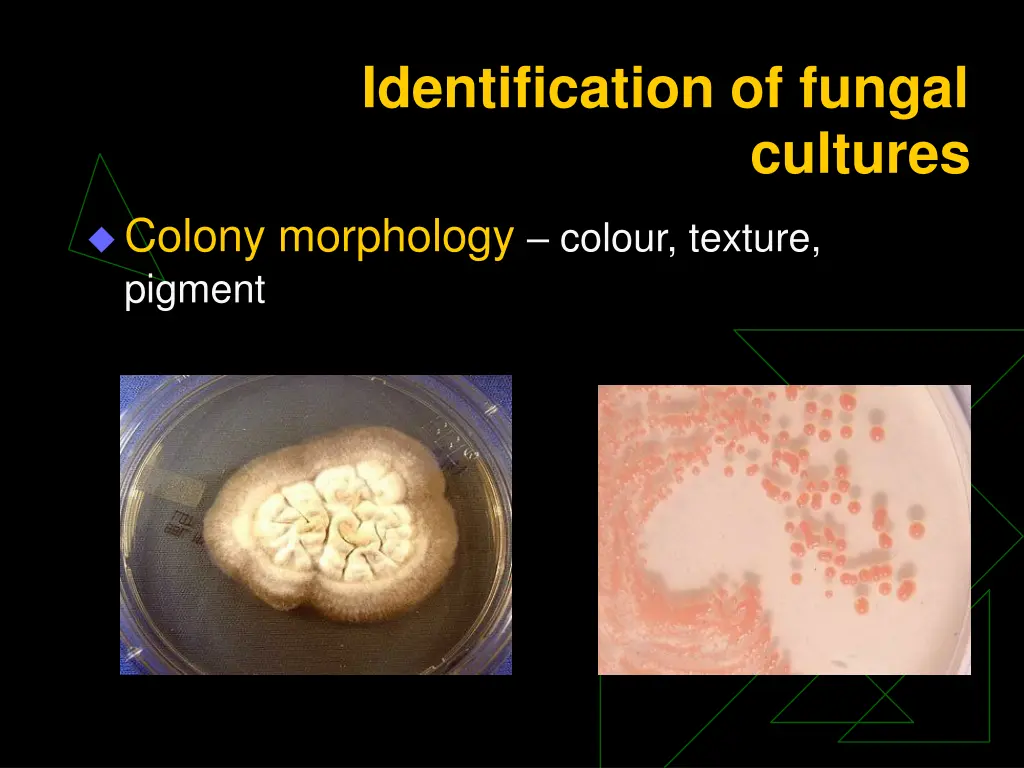 identification of fungal