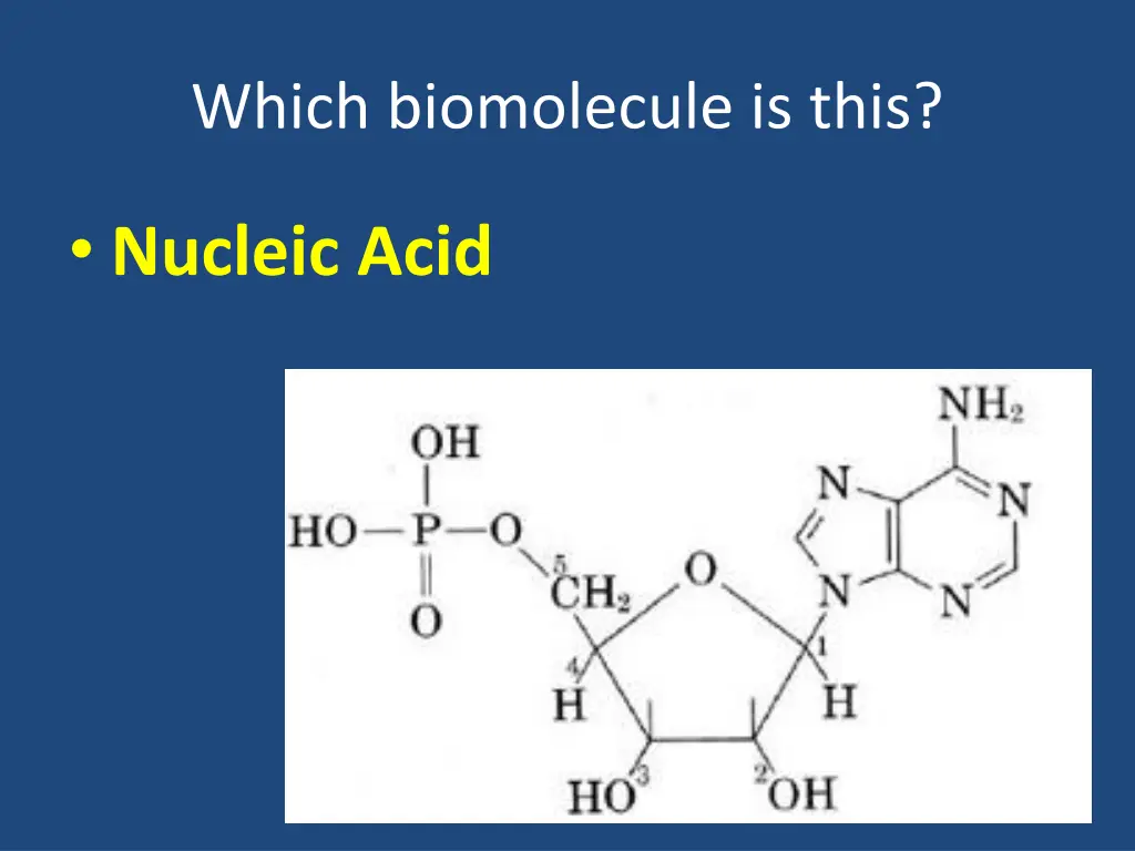 which biomolecule is this 11