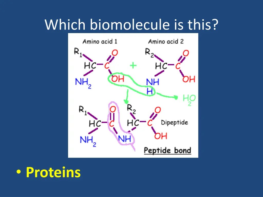 which biomolecule is this 12